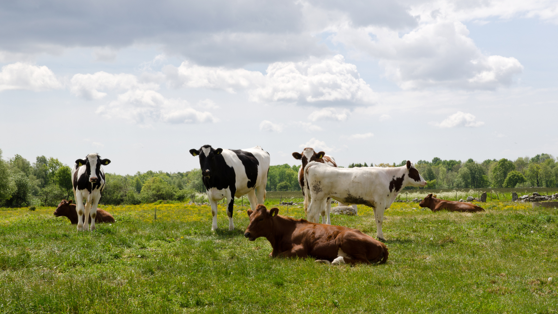 cows