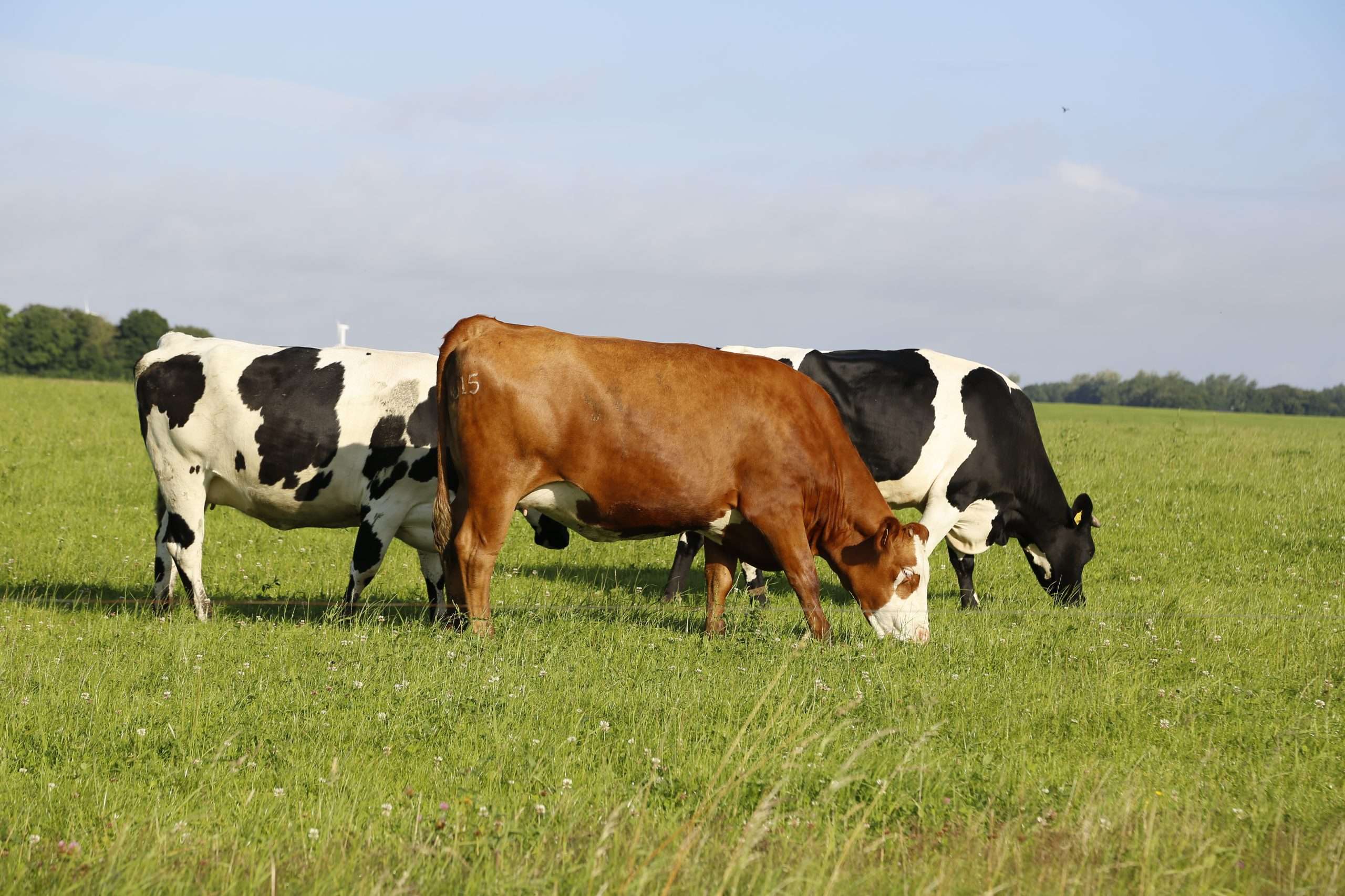 A closeup shot of cows grazing in a field on a sunny afternoon