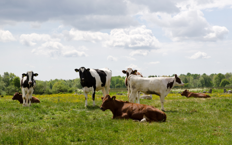 cows