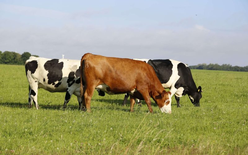A closeup shot of cows grazing in a field on a sunny afternoon